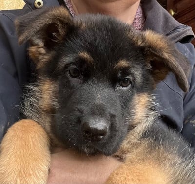 Les chiots de Berger Allemand