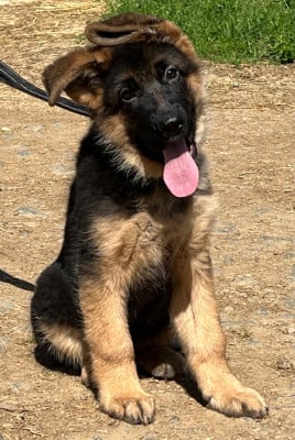 Les chiots de Berger Allemand