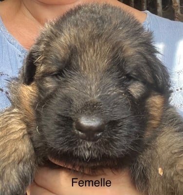 Les chiots de Berger Allemand Poil Long