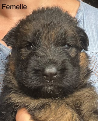 Les chiots de Berger Allemand Poil Long