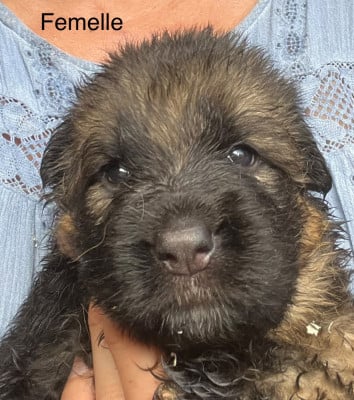 Les chiots de Berger Allemand Poil Long