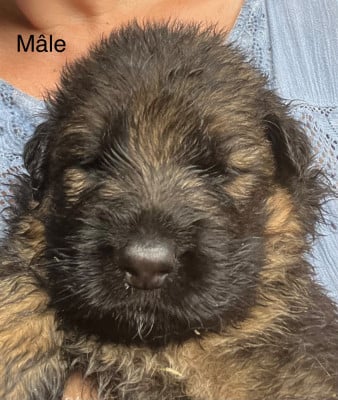 Les chiots de Berger Allemand Poil Long