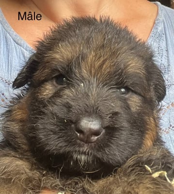 Les chiots de Berger Allemand Poil Long