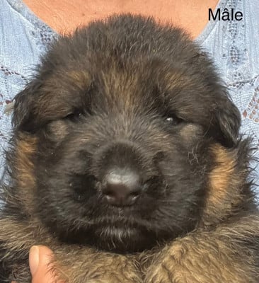 Les chiots de Berger Allemand Poil Long