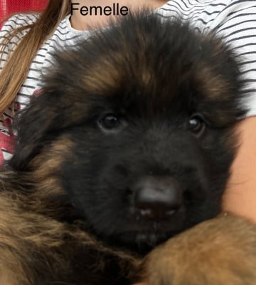 Les chiots de Berger Allemand Poil Long