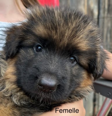 Les chiots de Berger Allemand Poil Long