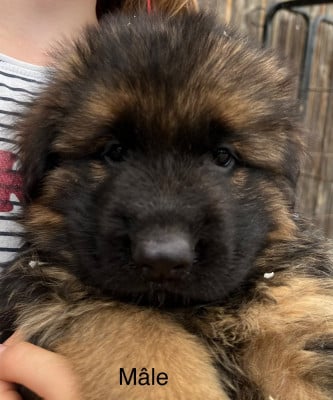 Les chiots de Berger Allemand Poil Long
