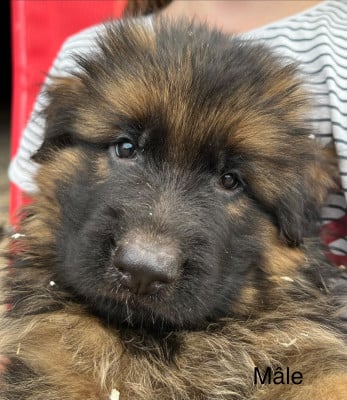 Les chiots de Berger Allemand Poil Long