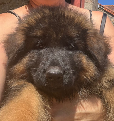 Les chiots de Berger Allemand Poil Long