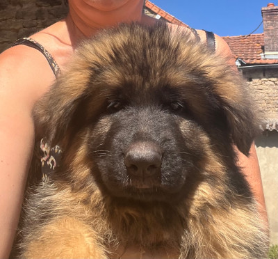 Les chiots de Berger Allemand Poil Long