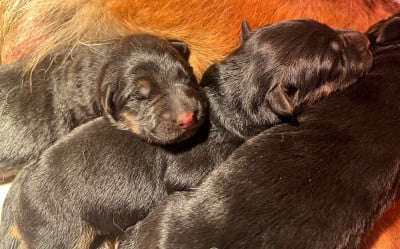 Les chiots de Berger Allemand
