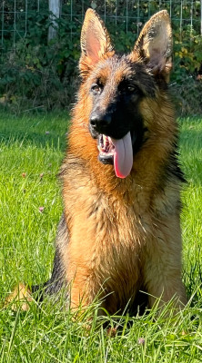 Les chiots de Berger Allemand