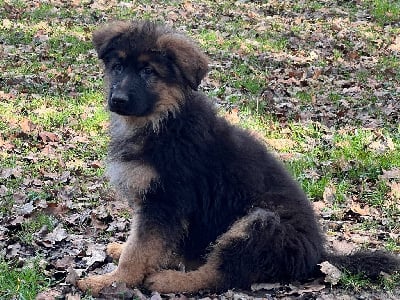 Les chiots de Berger Allemand