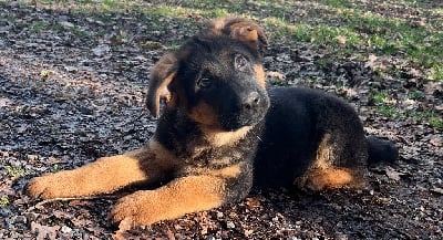 Les chiots de Berger Allemand