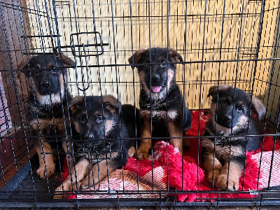 Les chiots de Berger Allemand
