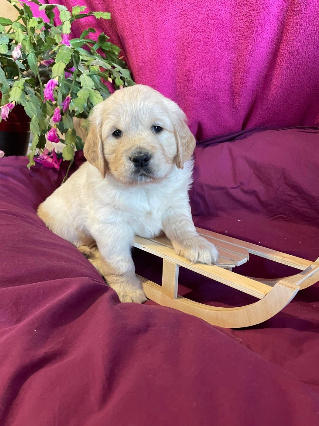 CHIOT 6 - Golden Retriever