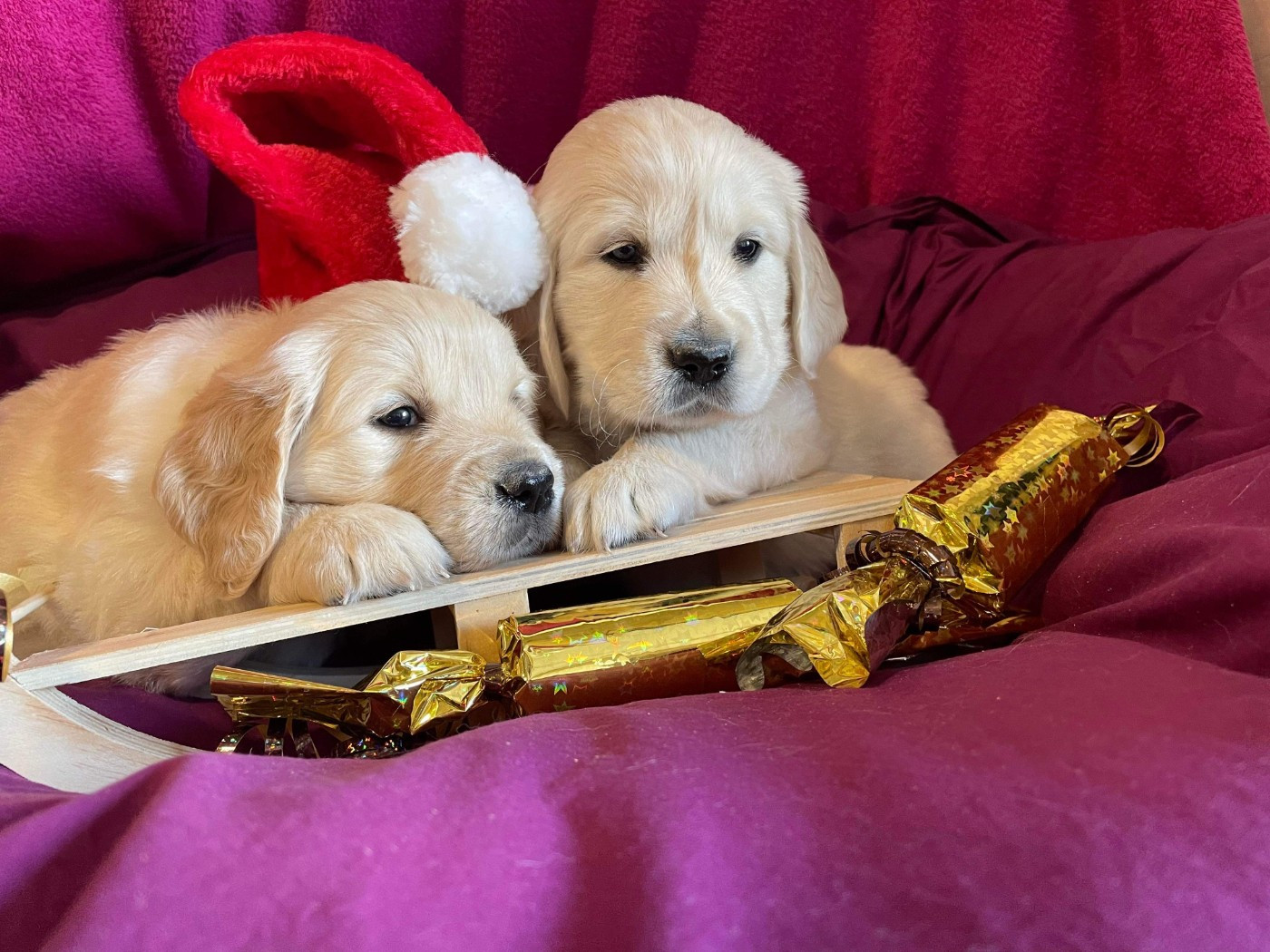 CHIOT 7 - Golden Retriever