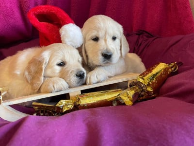 Les chiots de Golden Retriever