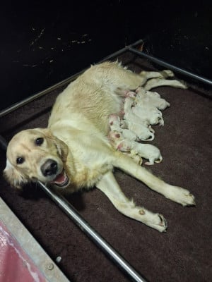Les chiots de Golden Retriever