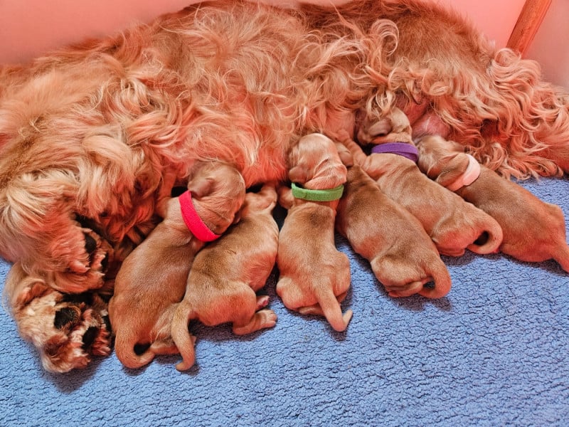 Cocker Spaniel Anglais - Des Ours D'eau