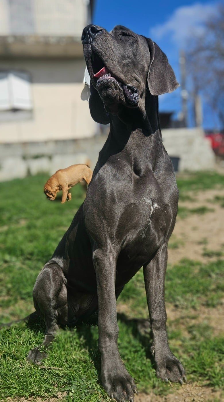 Avana Des Terres De Phelyzia