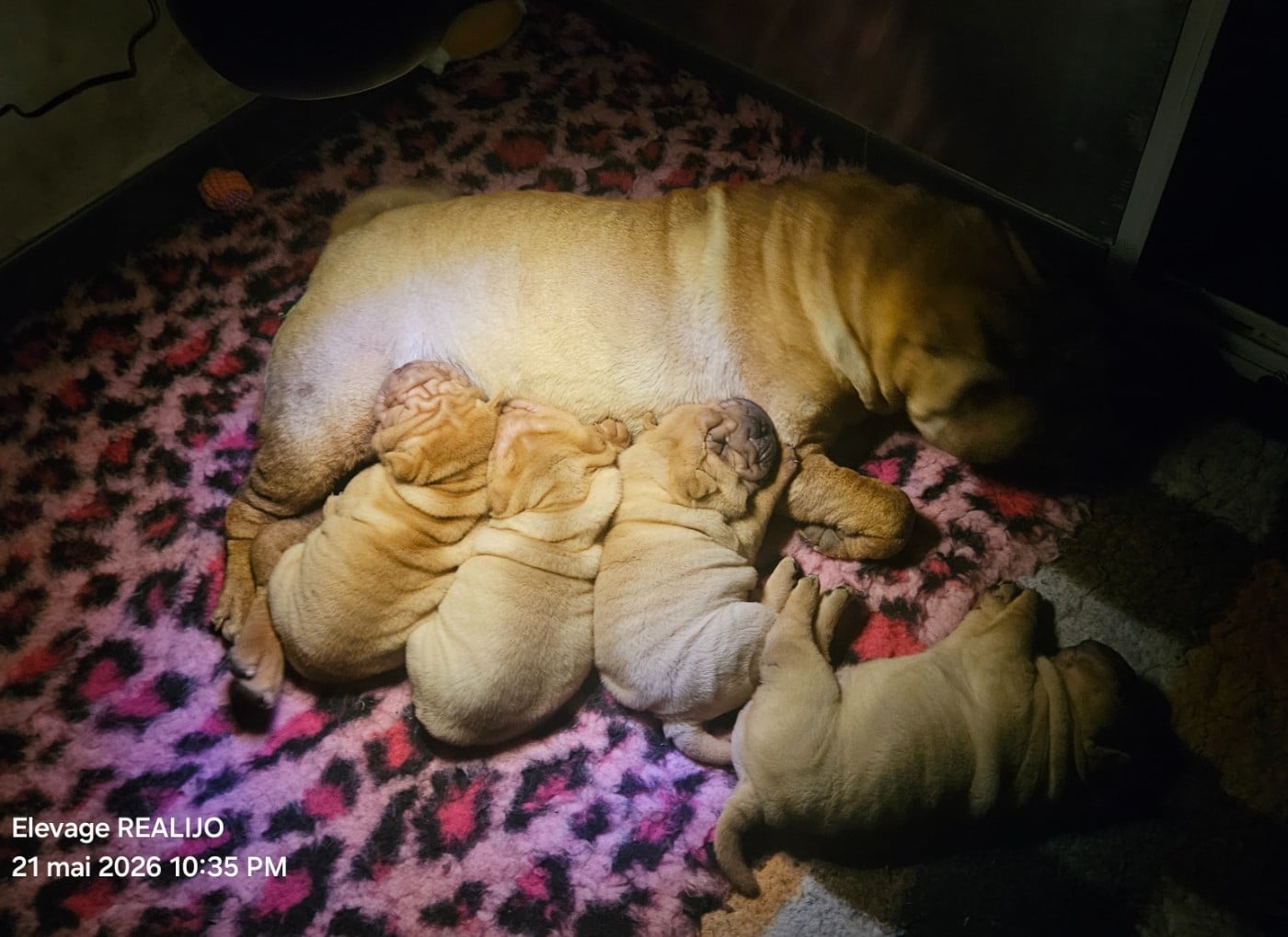 Shar Pei - Realijo