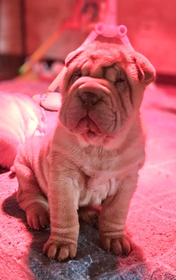 Les chiots de Shar Pei