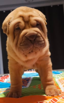 Les chiots de Shar Pei