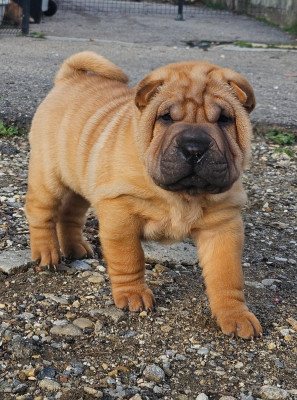 Les chiots de Shar Pei