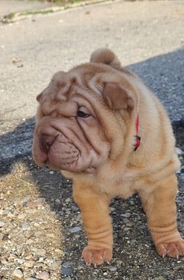 Les chiots de Shar Pei