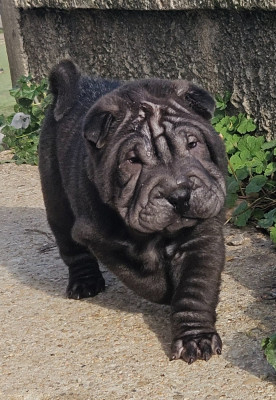 Les chiots de Shar Pei