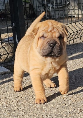 Les chiots de Shar Pei