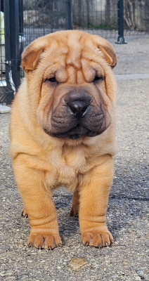Les chiots de Shar Pei