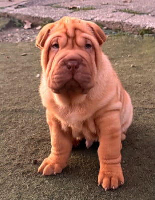 Les chiots de Shar Pei