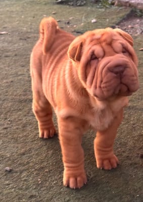 Les chiots de Shar Pei