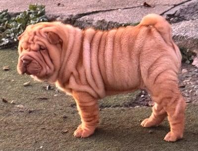 Les chiots de Shar Pei