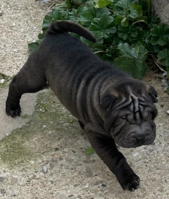Les chiots de Shar Pei