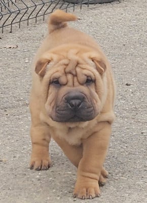 Les chiots de Shar Pei