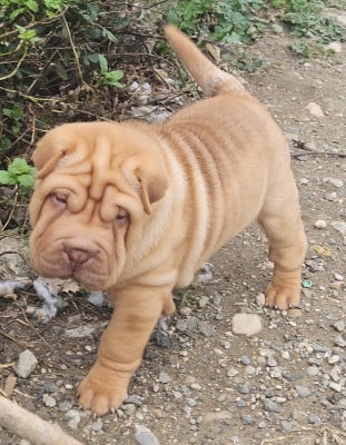 Les chiots de Shar Pei