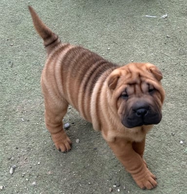 Les chiots de Shar Pei