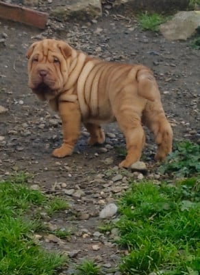 Les chiots de Shar Pei