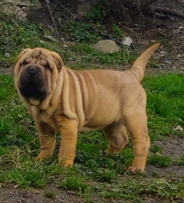 Les chiots de Shar Pei
