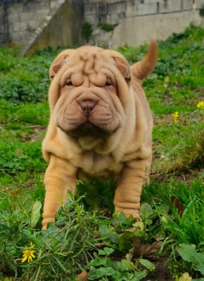 Les chiots de Shar Pei