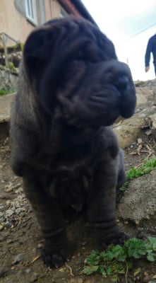 Les chiots de Shar Pei