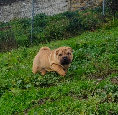 Les chiots de Shar Pei