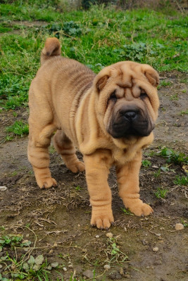 Les chiots de Shar Pei