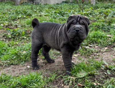 Les chiots de Shar Pei