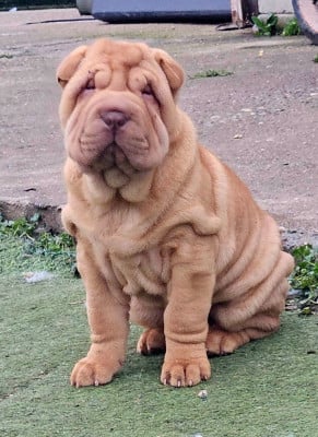 Les chiots de Shar Pei