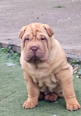 Les chiots de Shar Pei