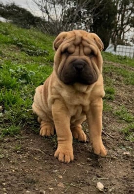 Les chiots de Shar Pei